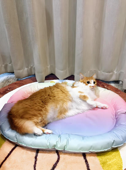 寵物電熱毯方案開發(fā)